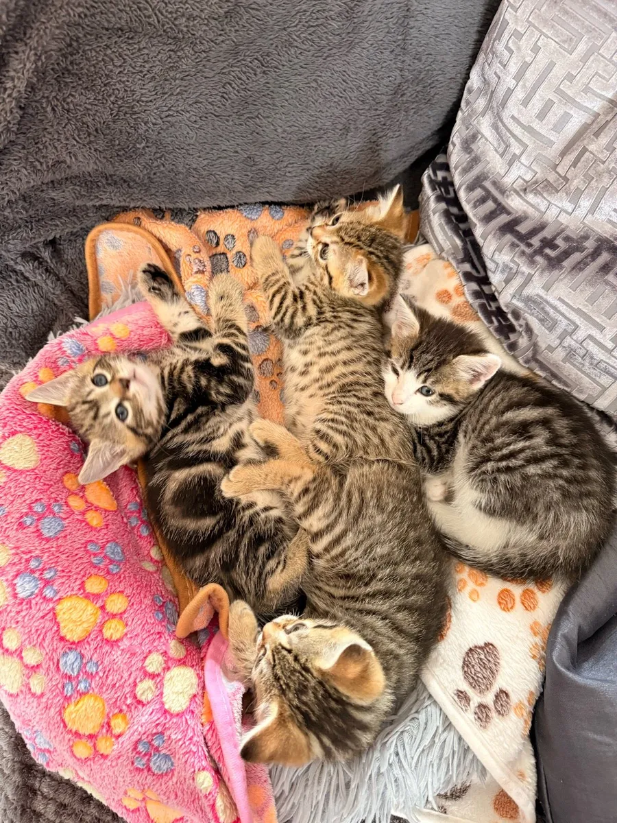 Kittens - Image 3