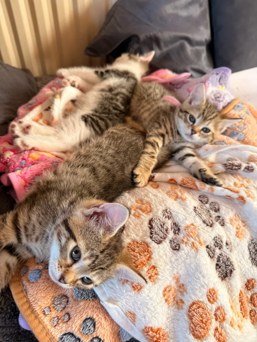 Kittens - Image 1