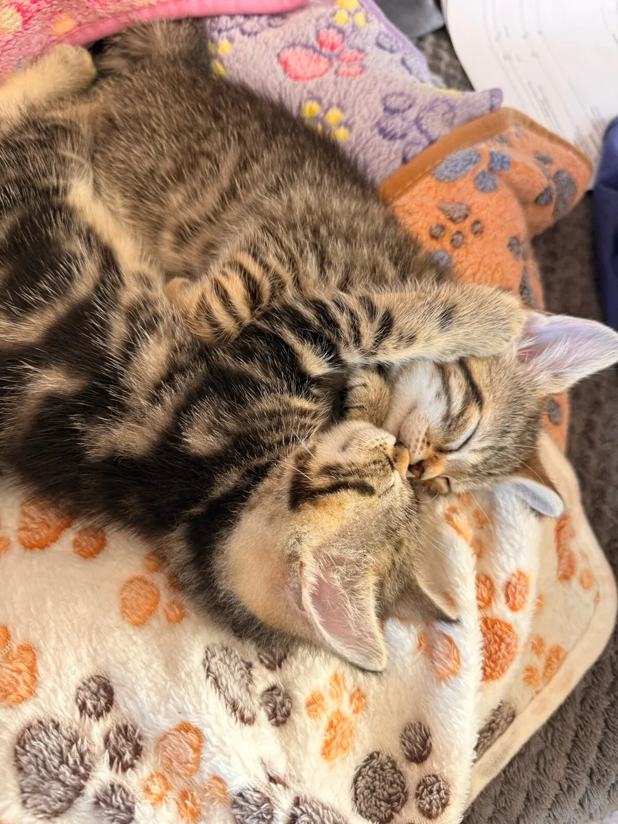 Kittens - Image 2