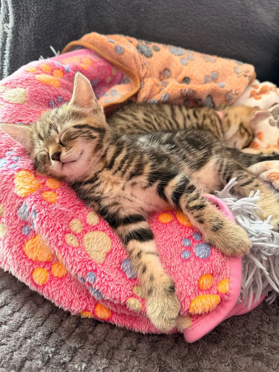 Kittens - Image 4