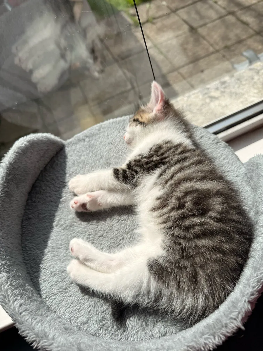Kittens Half bengal (3kittens avalaible) - Image 4