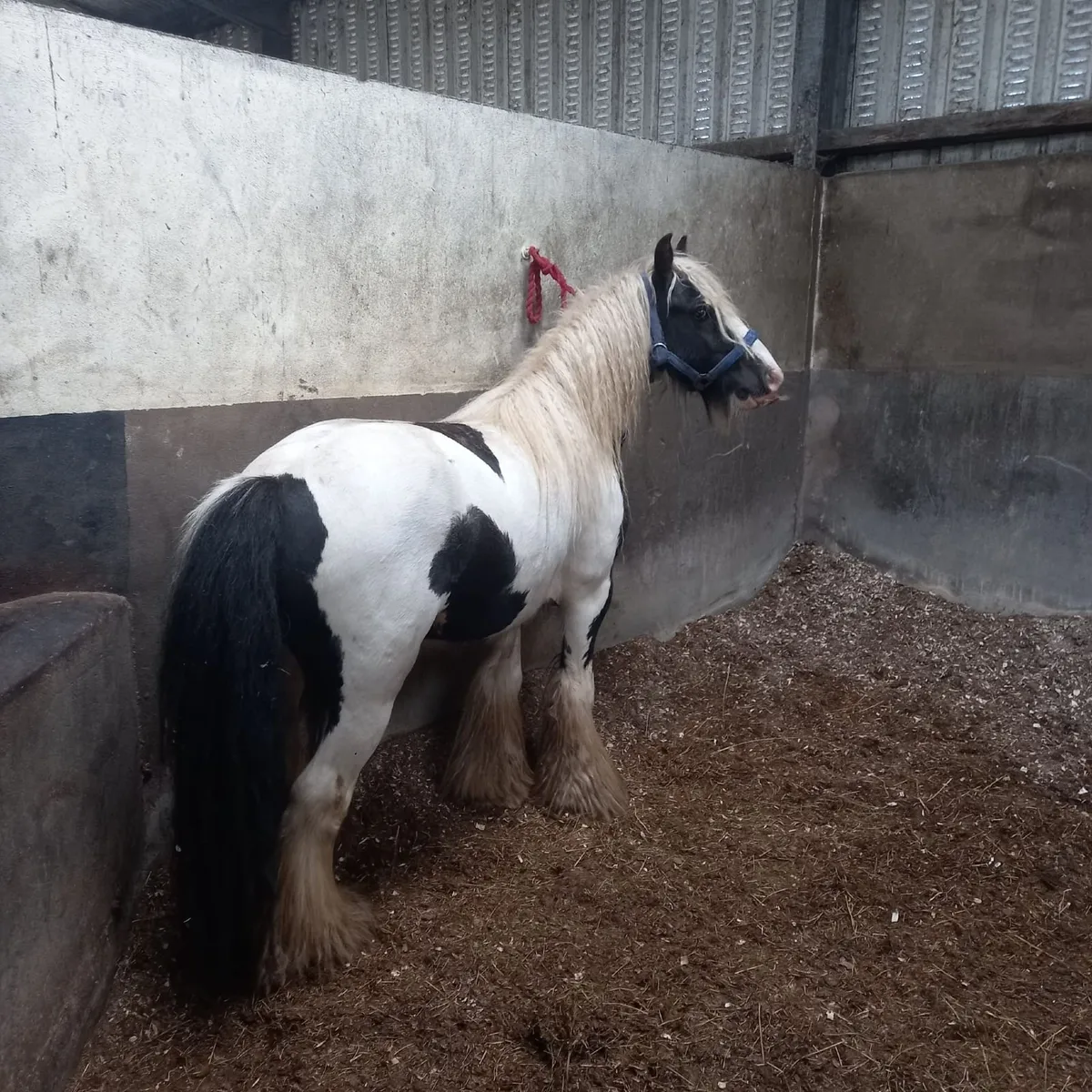 12.2 Gelding - Image 2