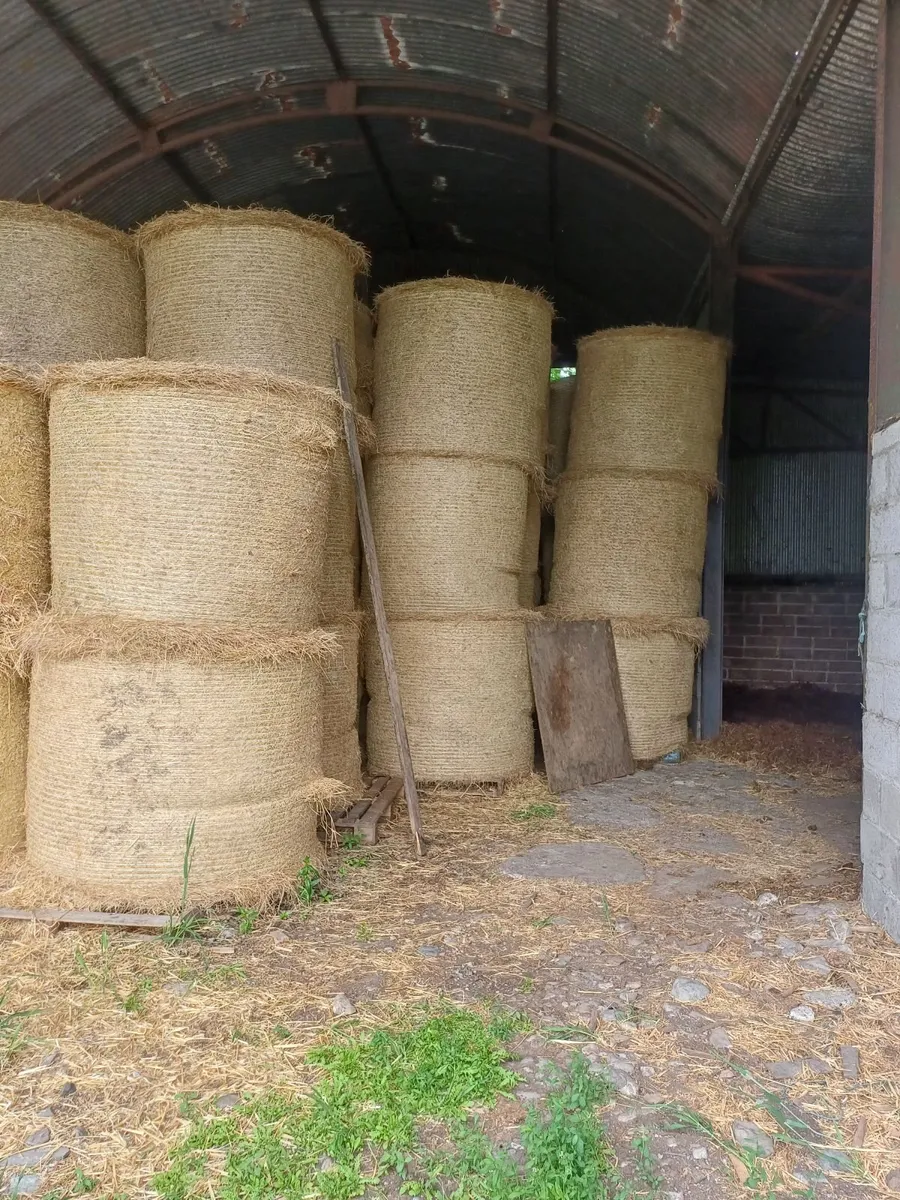 Hay - Image 1