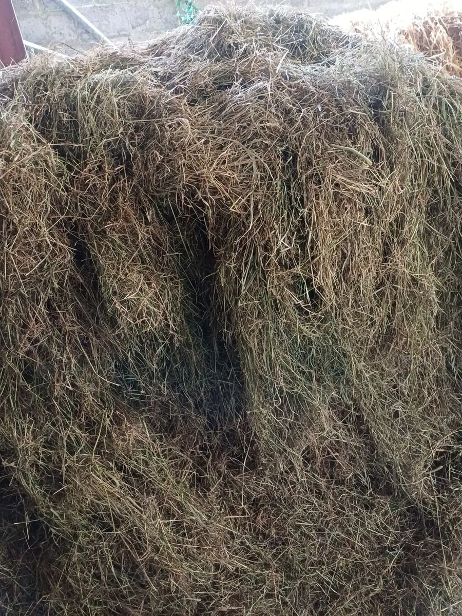 Hay - Image 4
