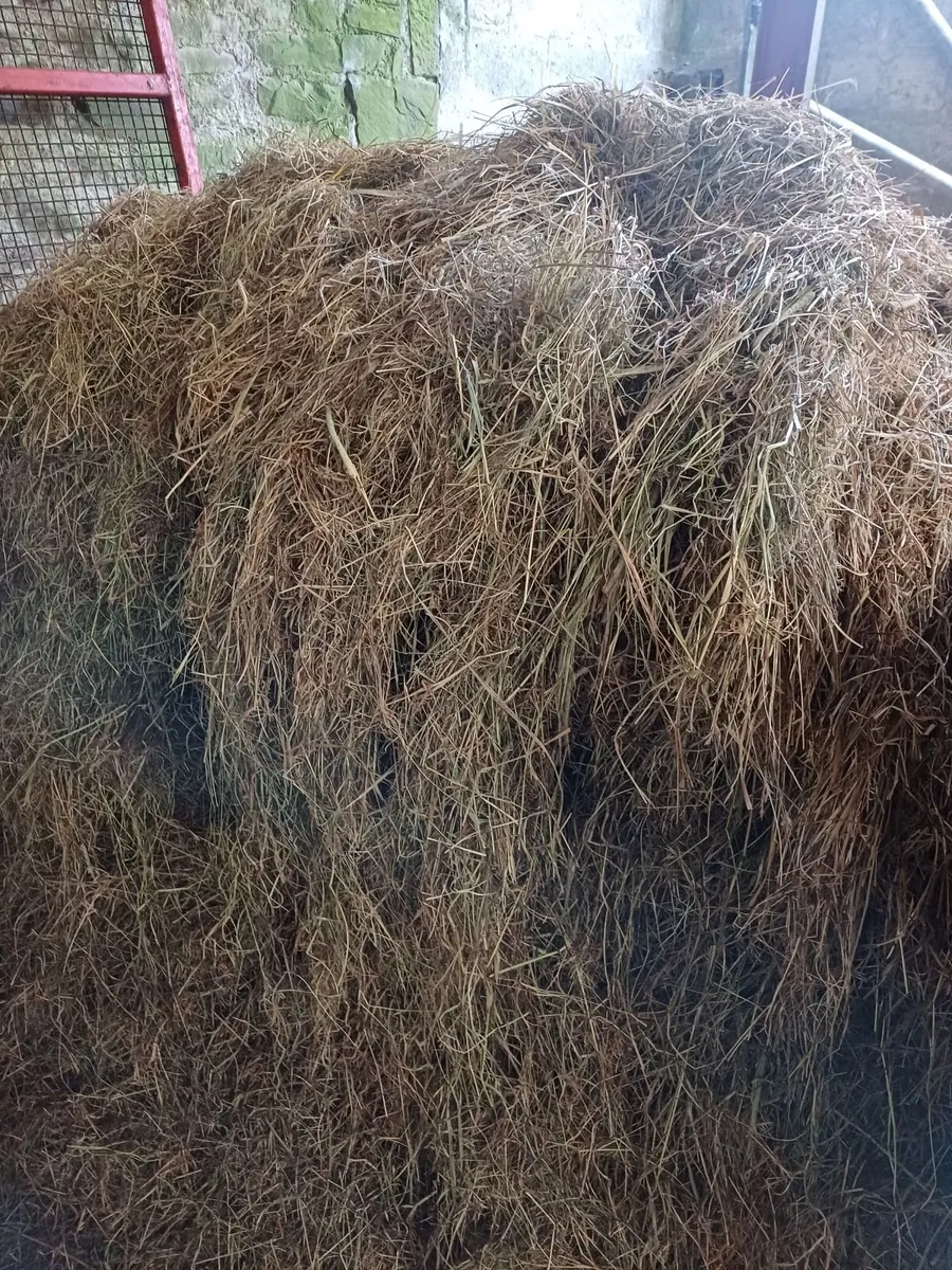 Hay - Image 2