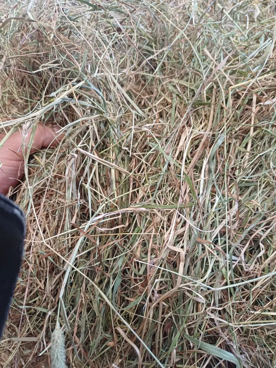 Hay - Image 3