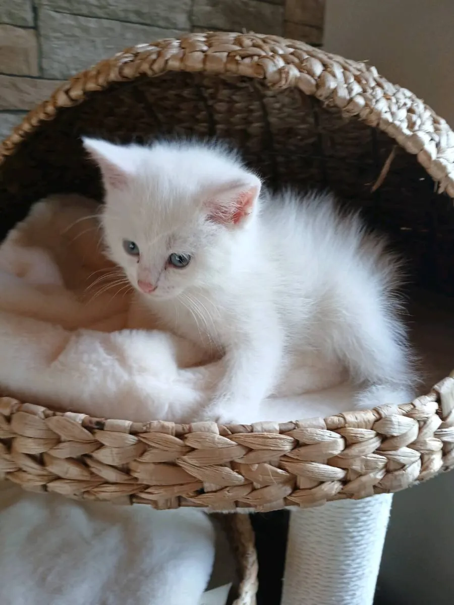ragdoll kitten Male - Image 3