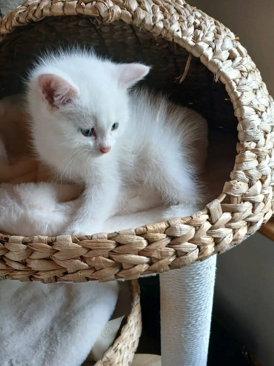 ragdoll kitten Male - Image 4