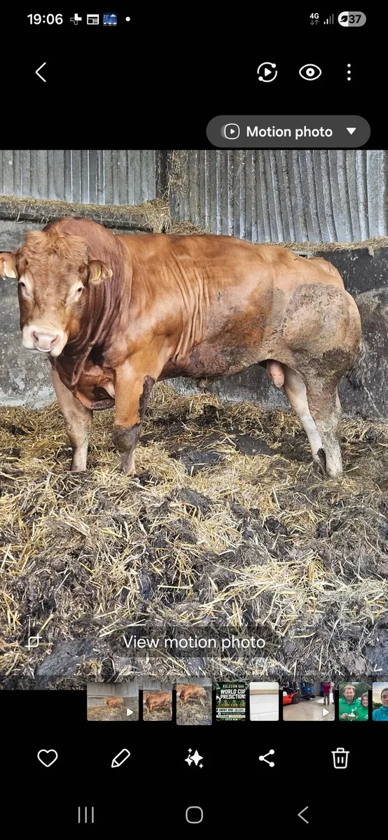 Cattle - Image 1