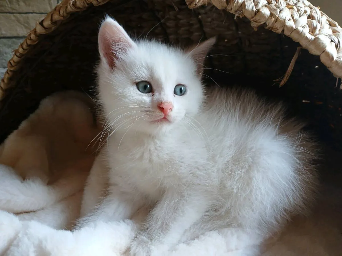 ragdoll kitten Male - Image 1