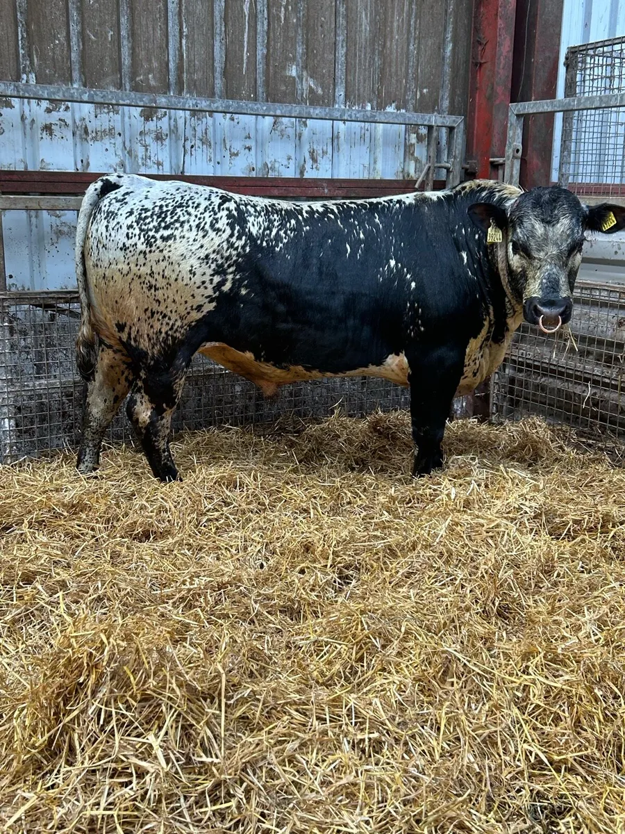 Speckled Park Bull - Image 2