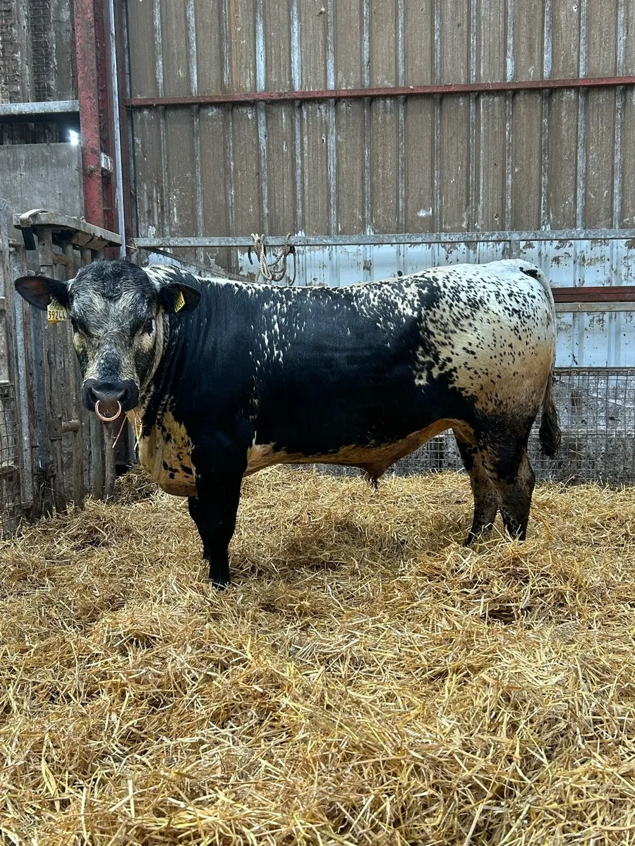 Speckled Park Bull - Image 3