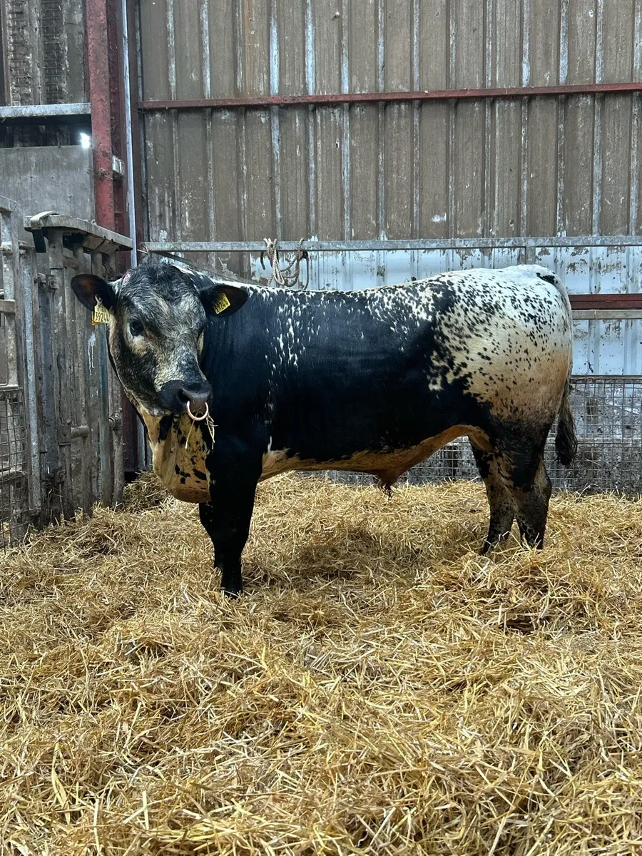 Speckled Park Bull - Image 4