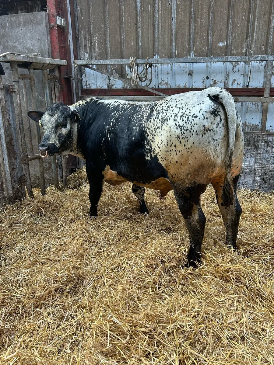 Speckled Park Bull - Image 1