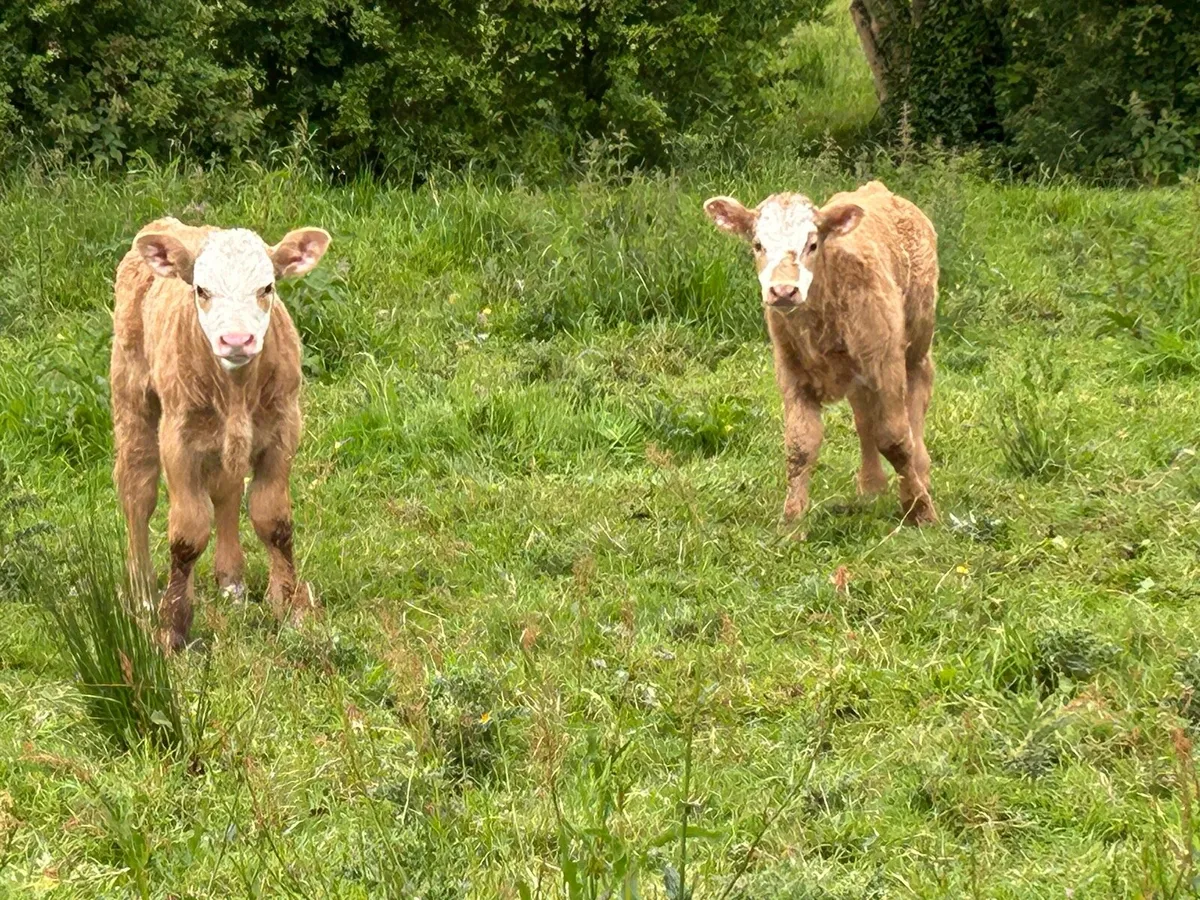 4 super second calved charlois cows - Image 2