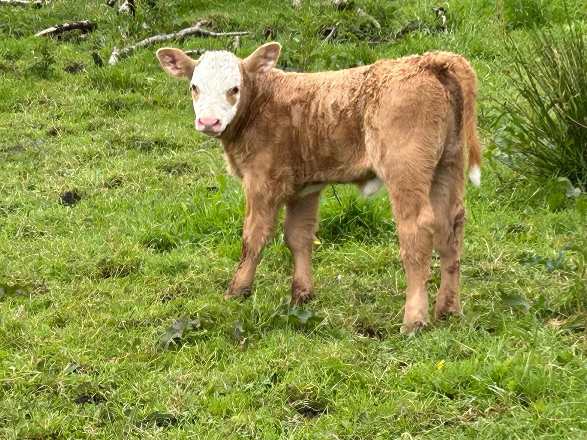 4 super second calved charlois cows - Image 3