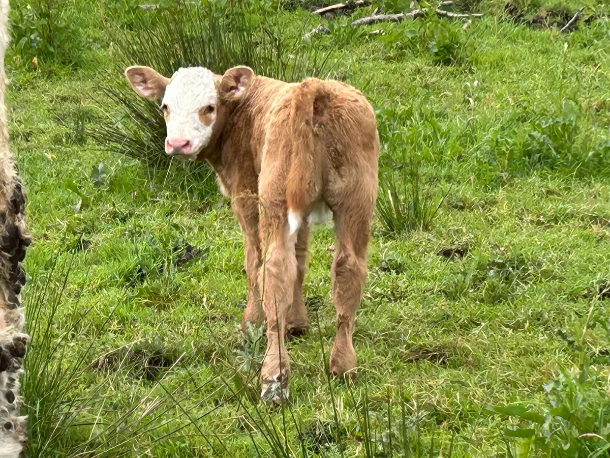 4 super second calved charlois cows - Image 4