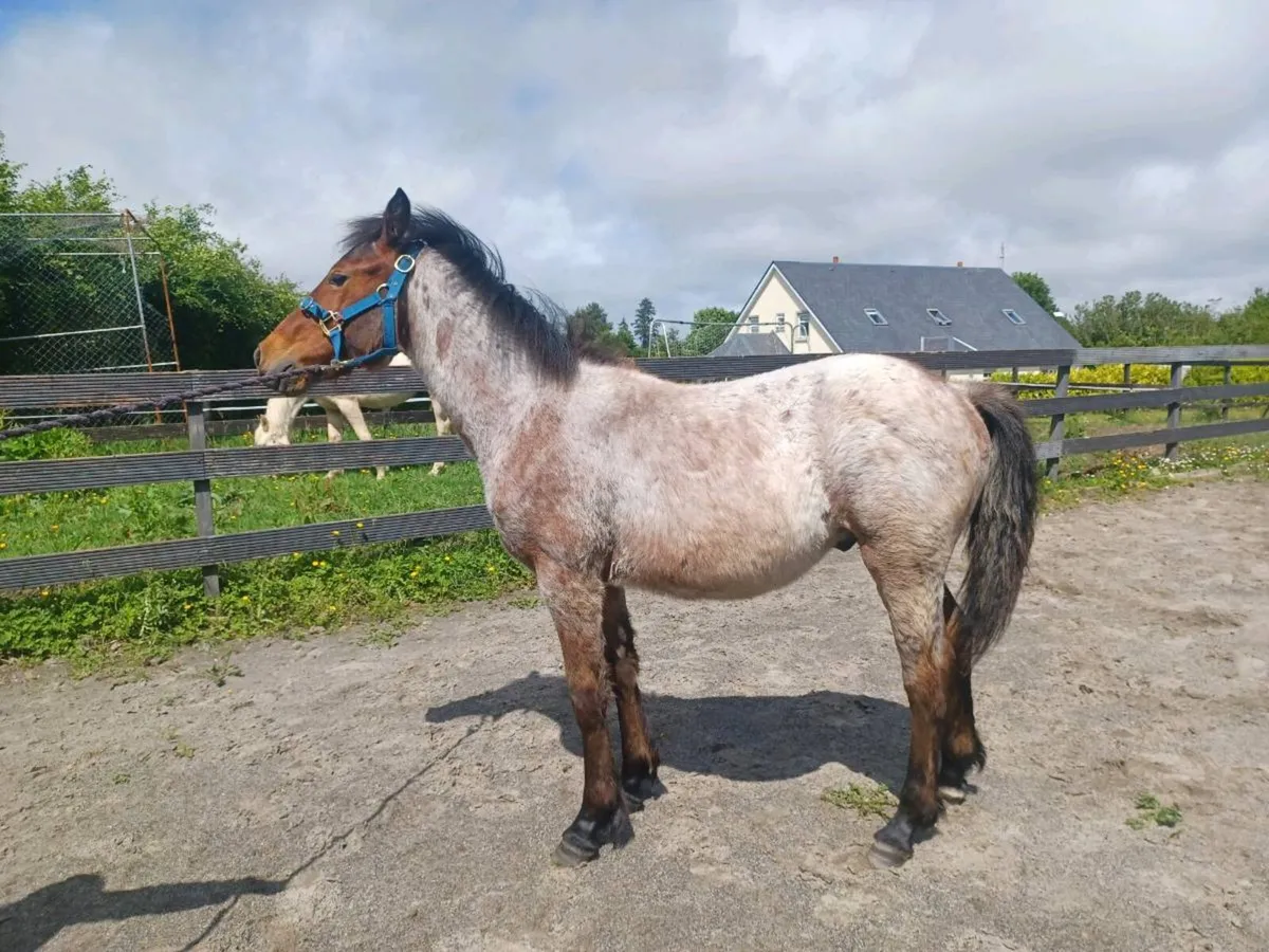Yearling Roan Bohola Mirah Colt - Image 1