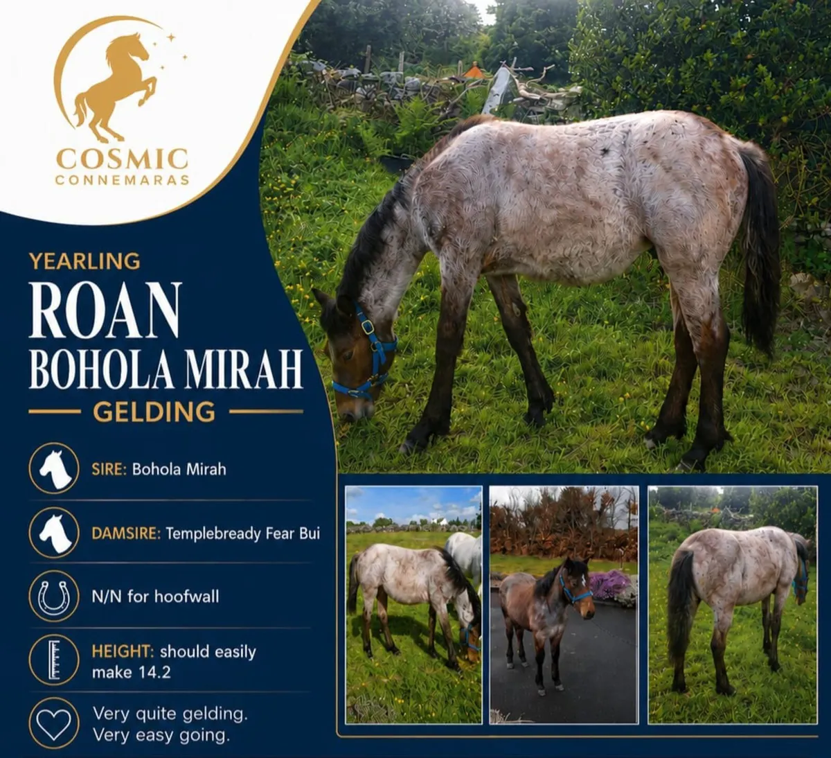 Yearling Roan Bohola Mirah Colt - Image 2
