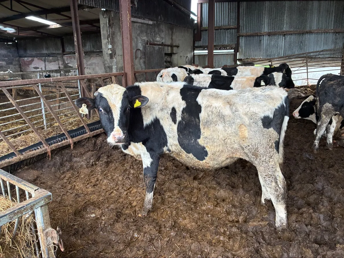 Vasectomised Teaser Bulls - Image 4