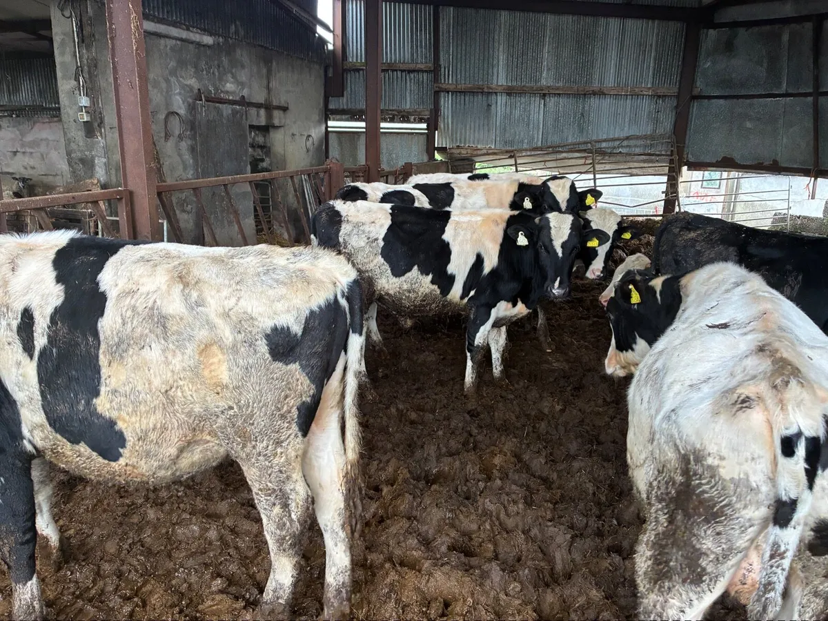 Vasectomised Teaser Bulls - Image 2