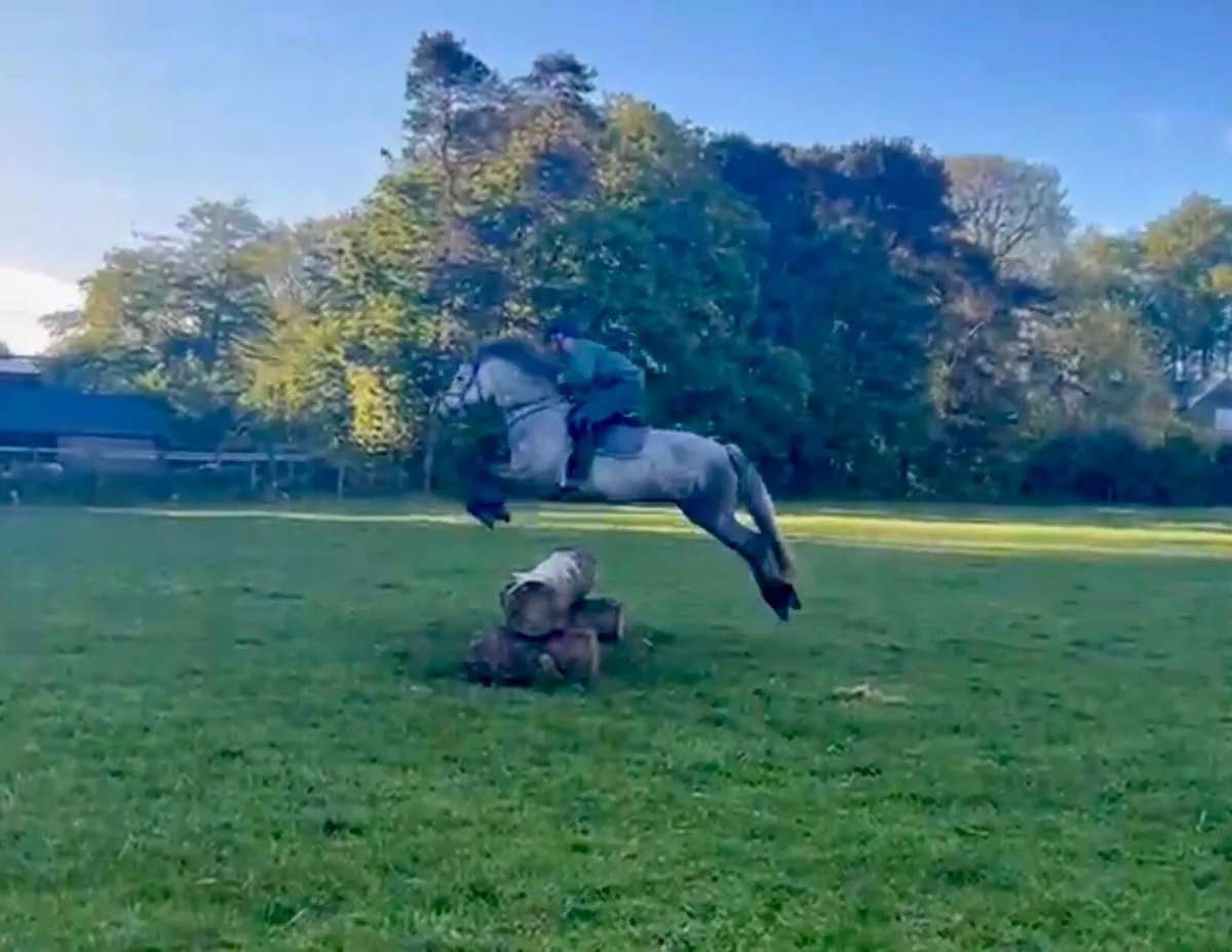 4 yo Connemara gelding - Image 4