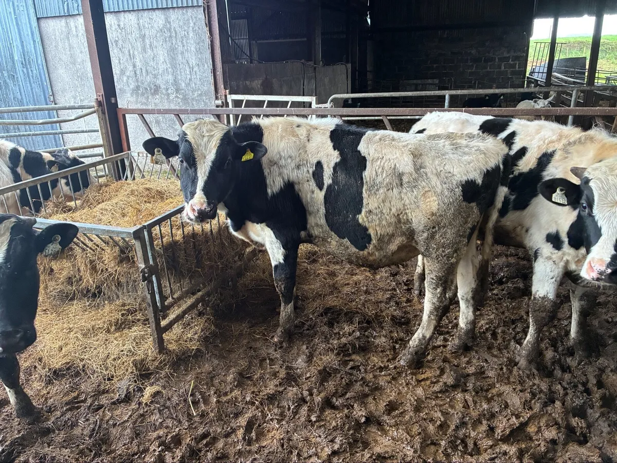 Vasectomised Teaser Bulls - Image 1