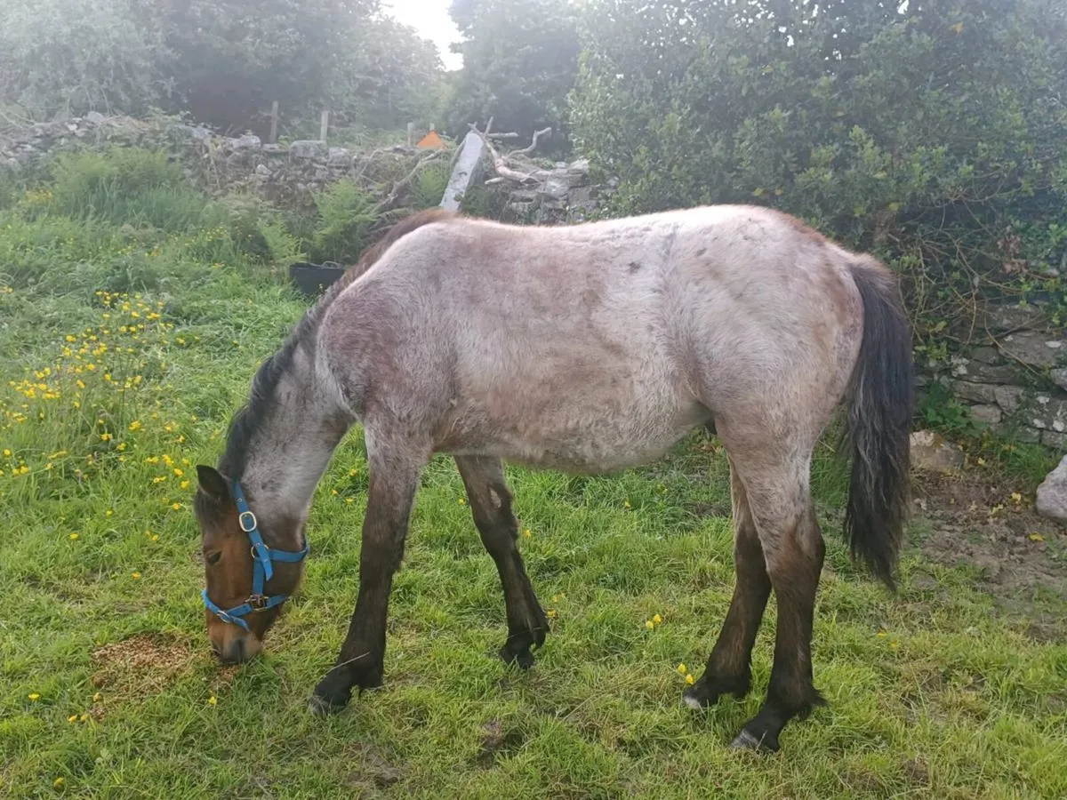 Yearling Roan Bohola Mirah Colt - Image 3