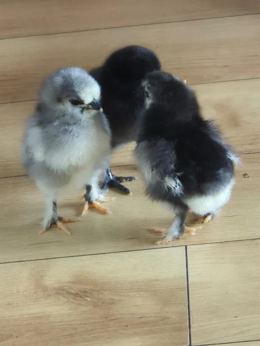 Chicks - Image 1