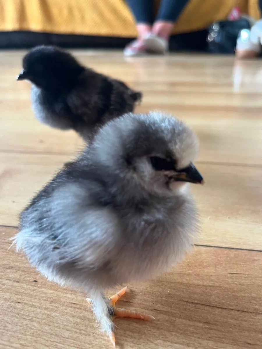 Chicks - Image 2
