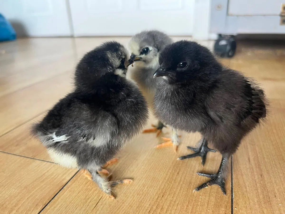 Chicks - Image 3