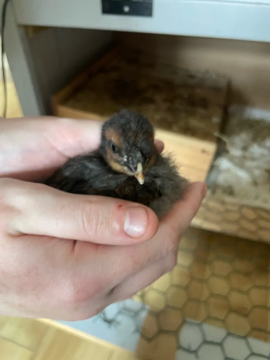 Chicks - Image 4