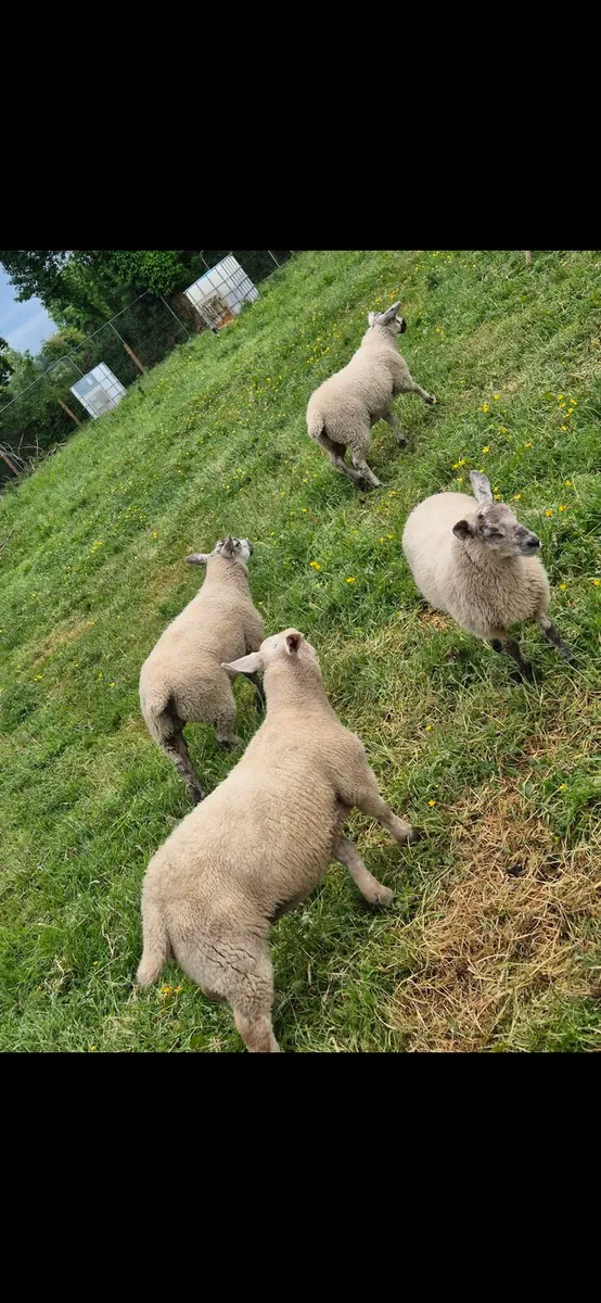 Lambs - Image 1