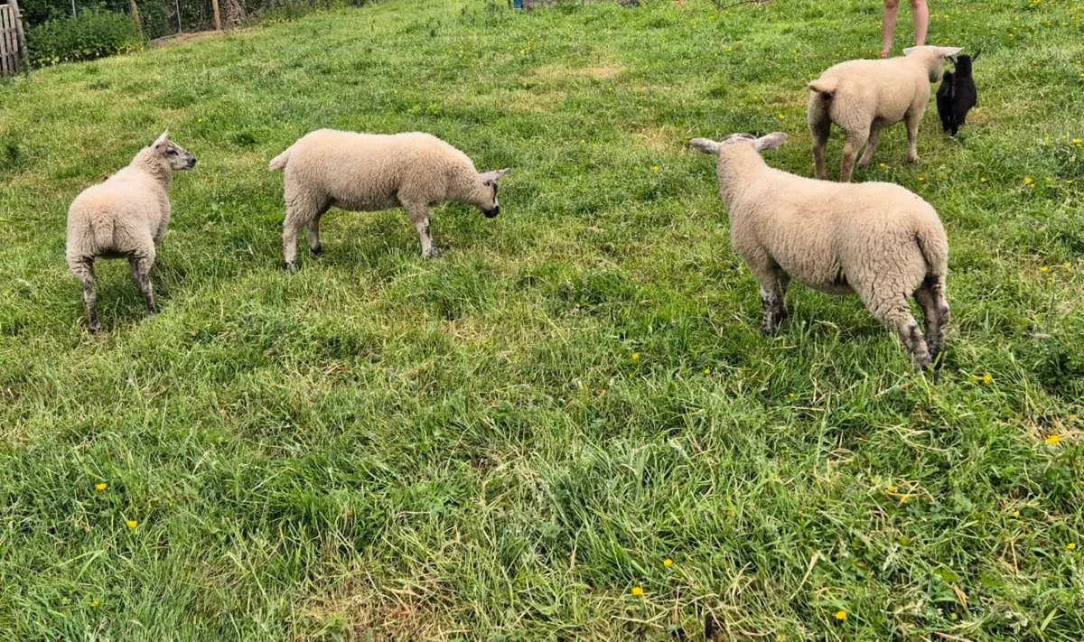 Lambs - Image 2