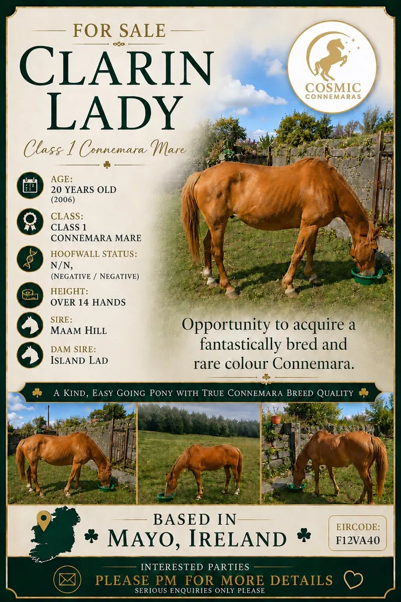 Class 1 Chestnut Connemara Mare - Image 1