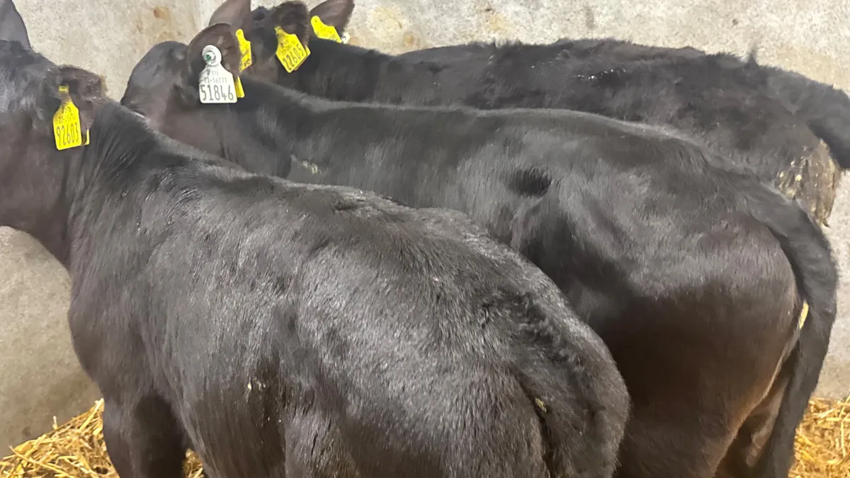 3 Quality Angus Heifer Calves - Image 4