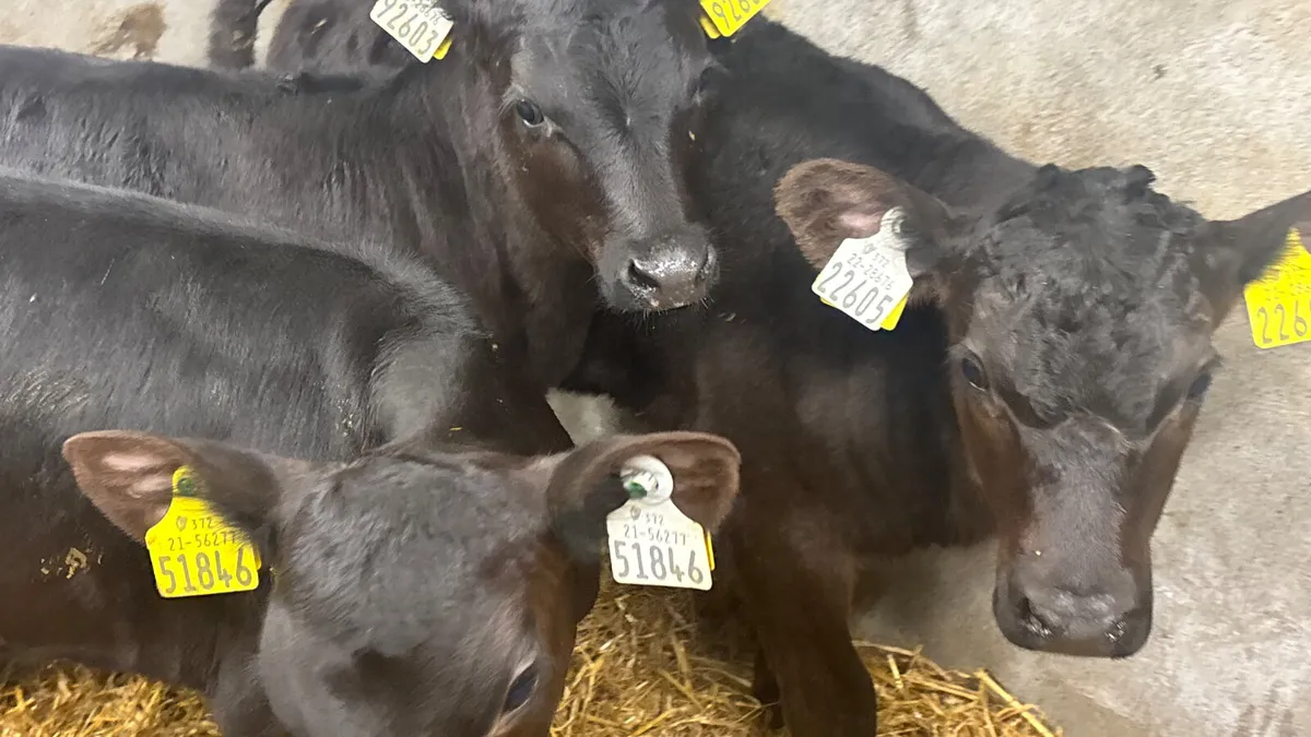 3 Quality Angus Heifer Calves - Image 3