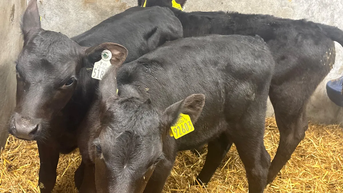 3 Quality Angus Heifer Calves - Image 2