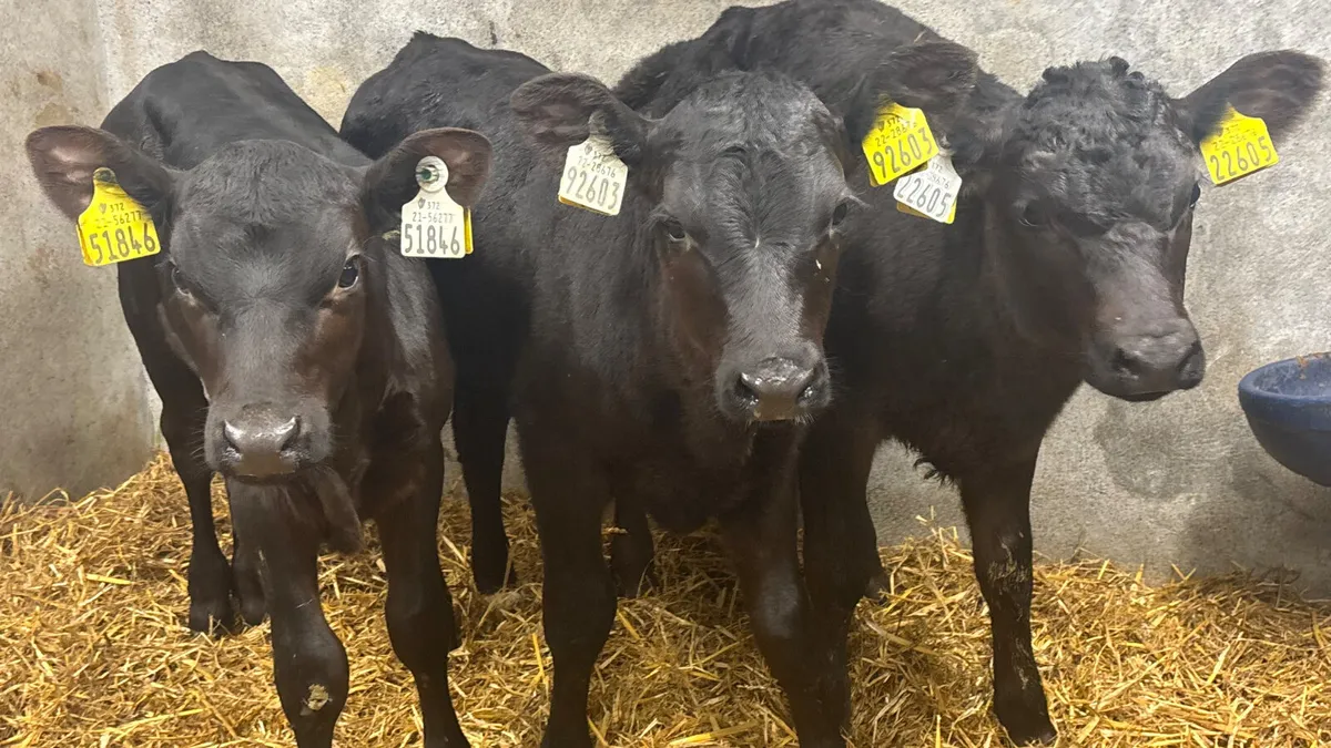 3 Quality Angus Heifer Calves - Image 1