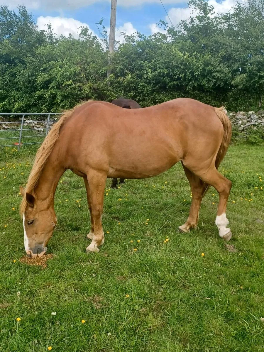Class 1 Chestnut Connemara Mare - Image 3