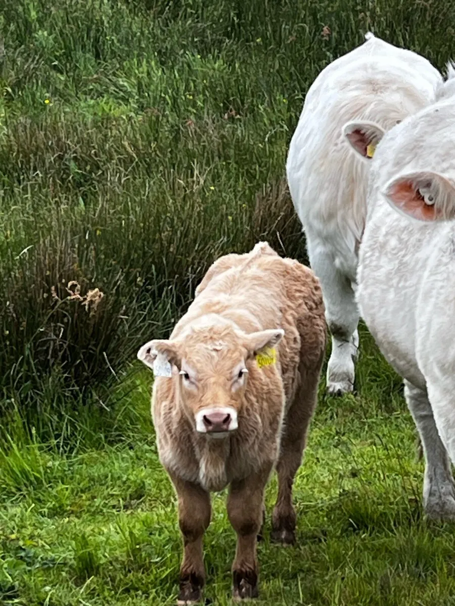 First Calver - Image 1