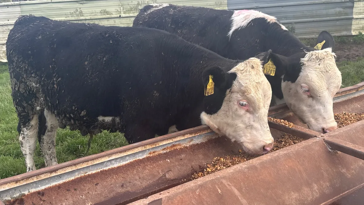 2 Hereford Bull Wealings - Image 1