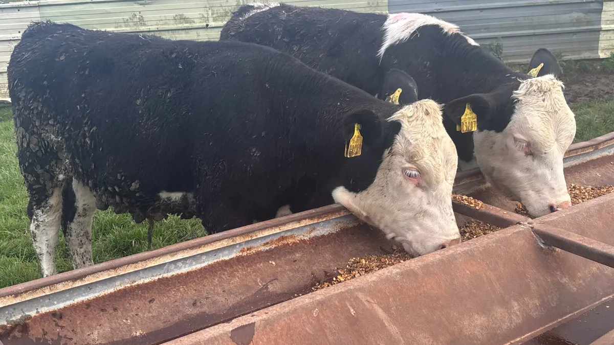 2 Hereford Bull Wealings - Image 3