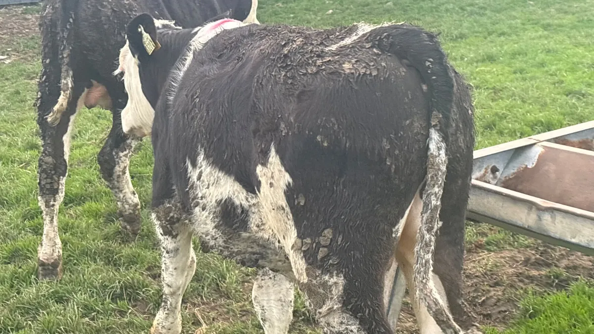 2 Hereford Bull Wealings - Image 4