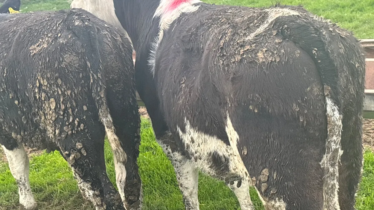 2 Hereford Bull Wealings - Image 2