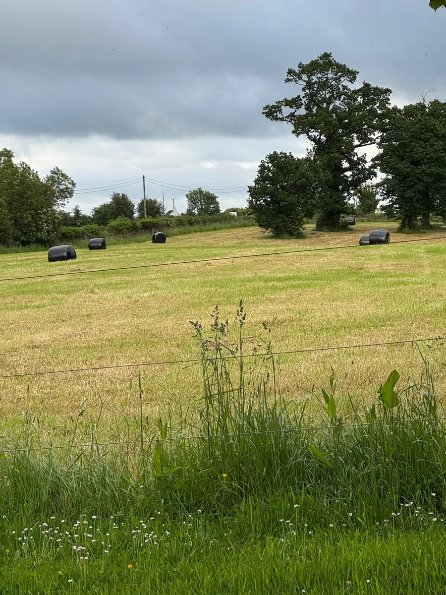 Haylage - Image 2