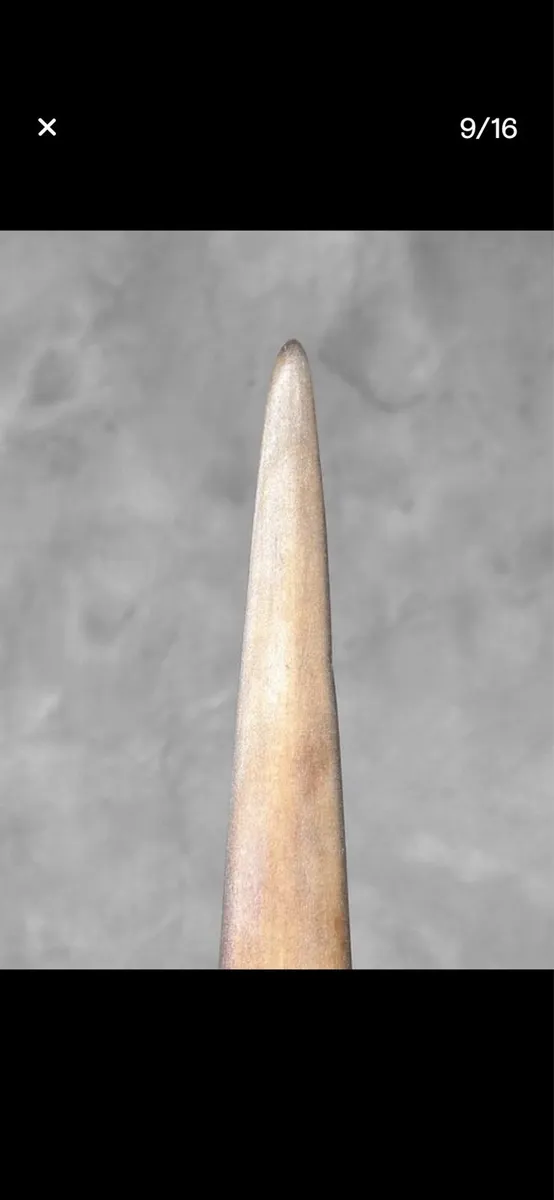 Swordfish tusk - Image 3