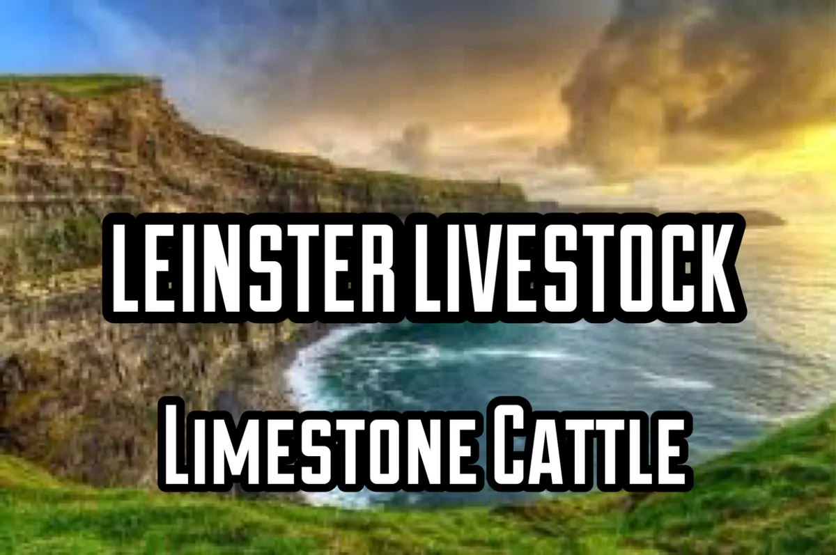 DO U NEED CATTLE • LEINSTER LIVESTOCK - Image 1