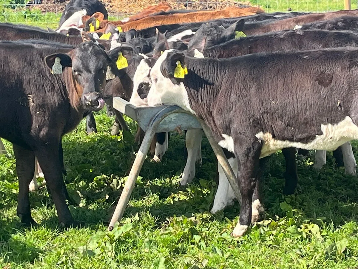Reared Heifer Calves - Image 3
