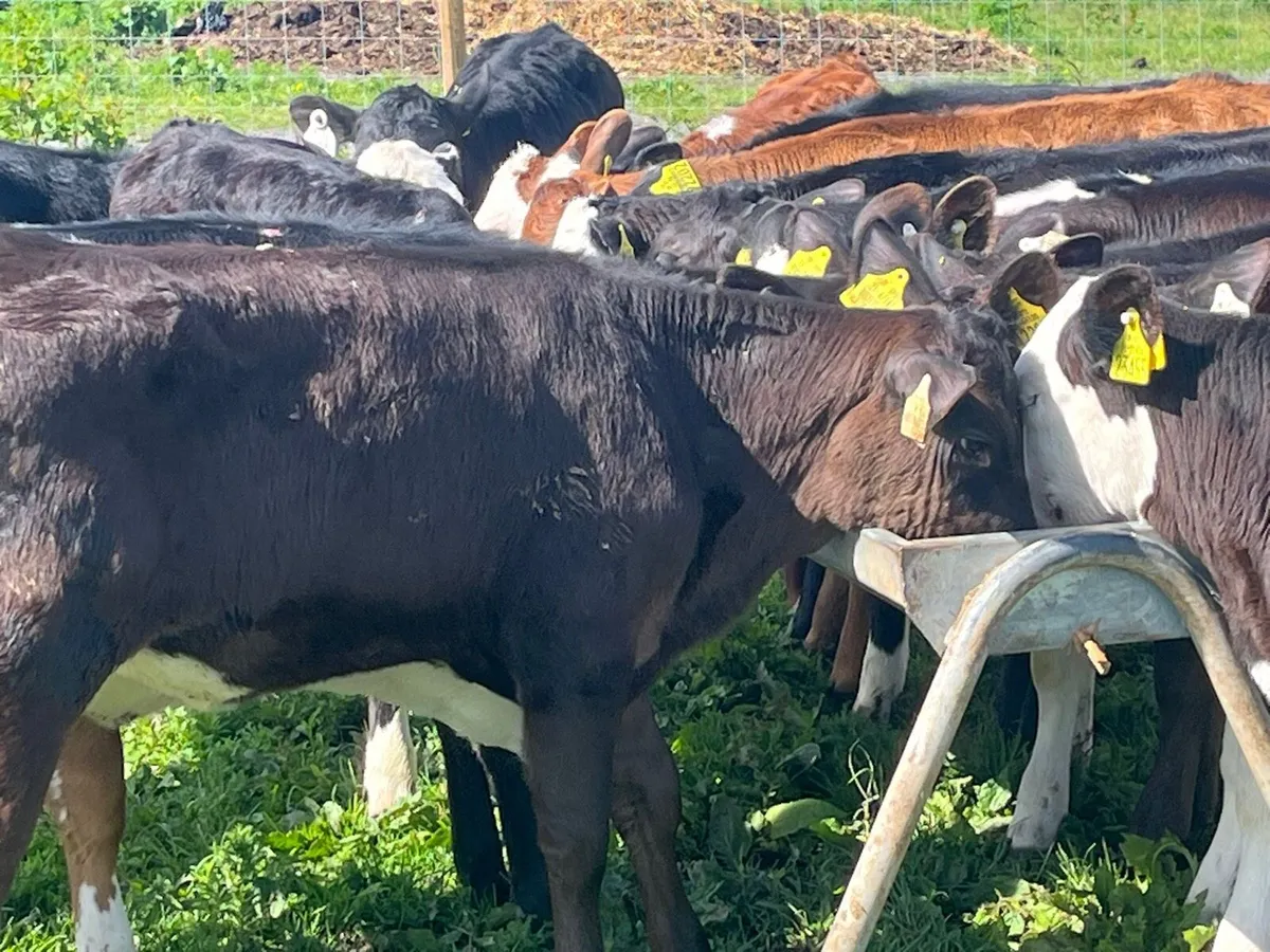 Reared Heifer Calves - Image 4